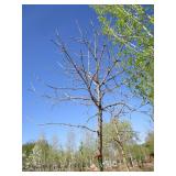 Oak - Burr, 12ft, 3" Caliper