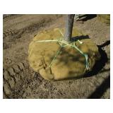 Oak - Burr, 12ft, 3" Caliper