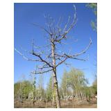 Oak - Burr, 12ft, 3" Caliper