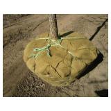 Oak - Burr, 12ft, 3" Caliper