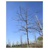 Oak - Pin, 15ft, 3-1/2" Caliper