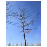 Oak - Pin, 15ft, 3-1/2" Caliper