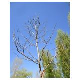 Locust - Skyline, 17ft, 3-1/2" Caliper