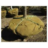 Locust - Skyline, 17ft, 3-1/2" Caliper