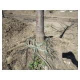 Locust - Skyline, 17ft, 3-1/2" Caliper