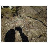 Oak - Swamp White, 12ft, 3-1/2" Caliper