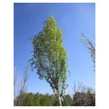 Birch - Parkland Pillar, 16ft, 3" Caliper