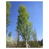 Birch - Parkland Pillar, 16ft, 2-1/2" Caliper