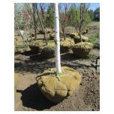 Birch - Parkland Pillar, 16ft, 2-1/2" Caliper