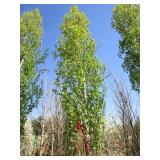 Birch - Parkland Pillar, 17ft, 2-1/2" Caliper
