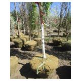 Birch - Parkland Pillar, 17ft, 2-1/2" Caliper