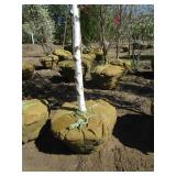 Birch - Parkland Pillar, 17ft, 2-1/2" Caliper