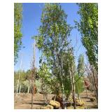 Birch - Parkland Pillar, 14ft, 2" Caliper