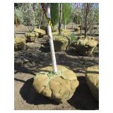 Birch - Parkland Pillar, 14ft, 2" Caliper