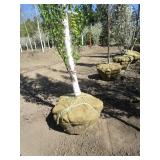 Birch - Parkland Pillar, 17ft, 3" Caliper