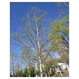 Birch - Whitespire, 17ft, 3" Caliper