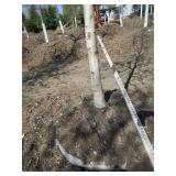 Birch - Whitespire, 17ft, 3" Caliper