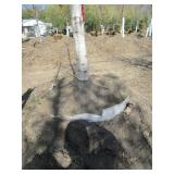 Birch - Whitespire, 22ft, 3-1/2" Caliper