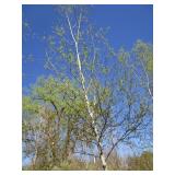Birch - Whitespire, 20ft, 3" Caliper