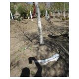 Birch - Whitespire, 20ft, 3" Caliper