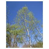 Birch - Whitespire, 19ft, 3" Caliper