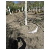 Birch - Whitespire, 19ft, 3" Caliper