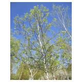 Birch - Whitespire, 18ft, 3" Caliper