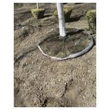 Birch - Whitespire, 18ft, 3" Caliper