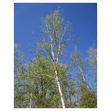 Birch - Whitespire, 24ft, 3" Caliper