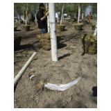 Birch - Whitespire, 24ft, 3" Caliper