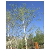 Birch - Whitespire, 15ft, 3" Caliper