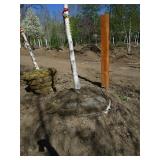 Birch - Whitespire, 15ft, 3" Caliper