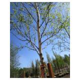 Birch - Whitespire, 19ft, 3-1/2" Caliper
