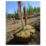 Birch - Whitespire, 19ft, 3-1/2" Caliper