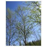 Birch - Whitespire, 17ft, 3-1/2" Caliper