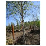 Birch - Whitespire, 17ft, 3-1/2" Caliper