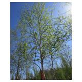Birch - Whitespire, 19ft, 3-1/2" Caliper