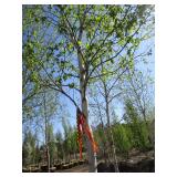 Birch - Whitespire, 19ft, 3-1/2" Caliper