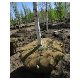 Birch - Whitespire, 19ft, 3-1/2" Caliper