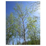 Birch - Whitespire, 16ft, 3" Caliper