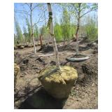 Birch - Whitespire, 16ft, 3" Caliper