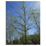 Birch - Whitespire, 16ft, 3" Caliper