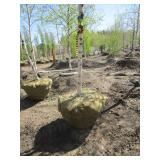 Birch - Whitespire, 16ft, 3" Caliper