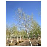 Birch - Whitespire, 16ft, 3" Caliper