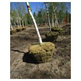 Birch - Whitespire, 16ft, 3" Caliper