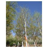 Birch - Whitespire, 17ft, 3-1/2" Caliper