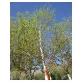Birch - Whitespire, 20ft, 3-1/2" Caliper