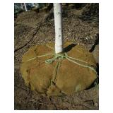 Birch - Whitespire, 20ft, 3-1/2" Caliper