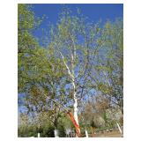 Birch - Whitespire, 16ft, 3-1/2" Caliper