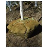 Birch - Whitespire, 16ft, 3-1/2" Caliper